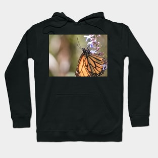 Monarchs of Mexico V Hoodie